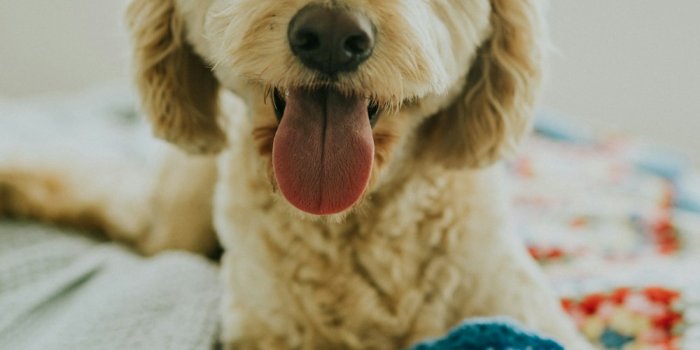 1000x1500 Goldendoodle Pictures | Download Free