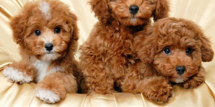 1080x960 100+] Goldendoodle Pictures