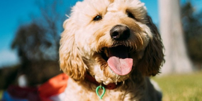 1000x1500 Goldendoodle Pictures | Download Free