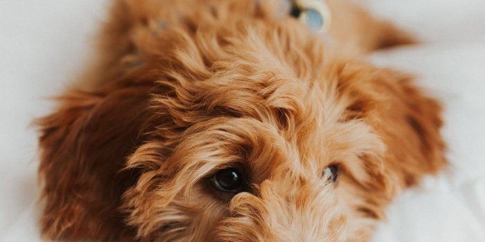 1281x1920 Brown Goldendoodles Wallpapers