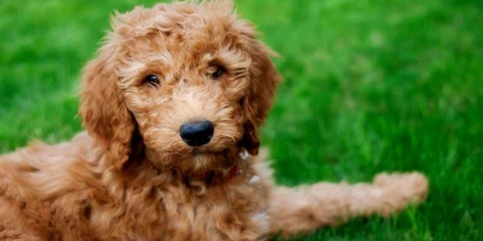 1495x927 100+] Goldendoodle Pictures