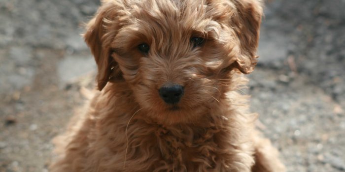 3888x2592 Goldendoodle Wallpapers