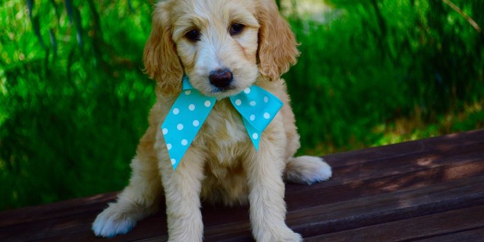 1280x851 60+ Free Goldendoodle & Dog Images