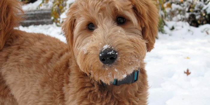 1920x1440 100+] Goldendoodle Pictures
