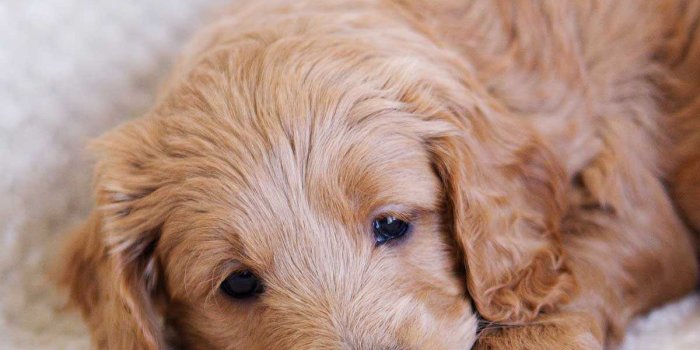 1200x1200 Goldendoodle Wallpapers