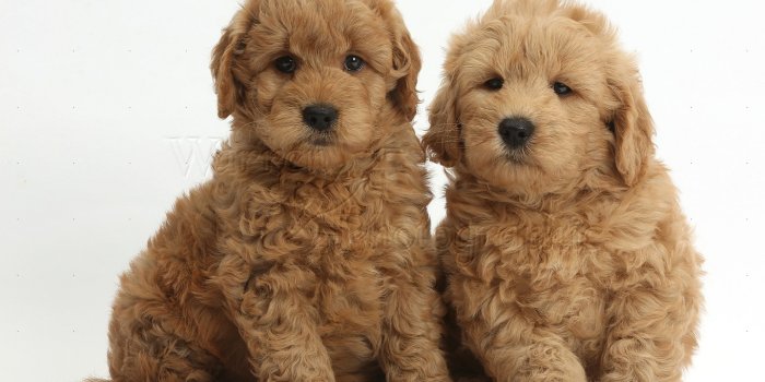 1363x962 Dogs: Cute F1b Goldendoodle puppies