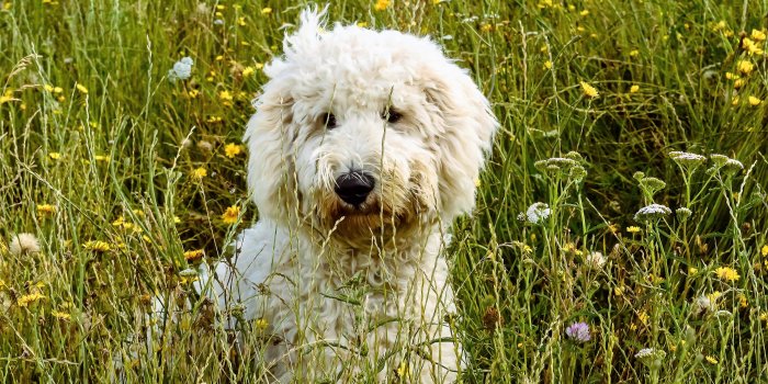 3500x2327 Goldendoodle wallpapers for desktop