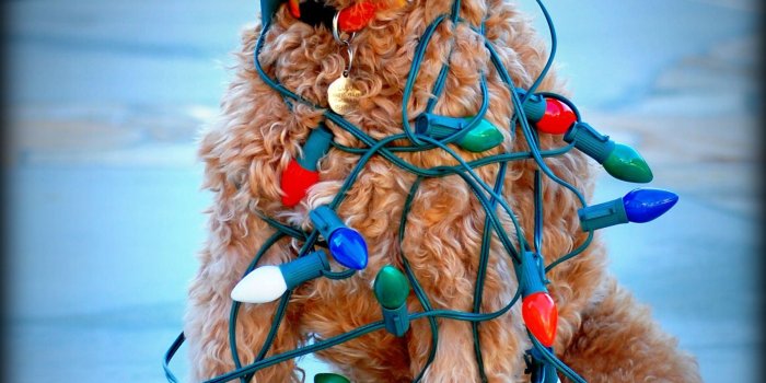 1801x2590 Christmas goldendoodle | Christmas dog