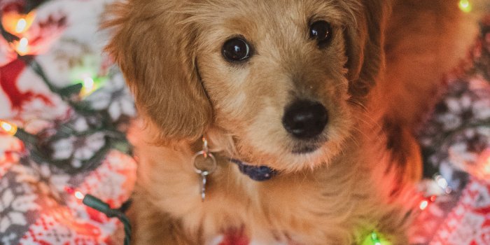 4000x6000 Free Goldendoodle Stock Photos & HD Images