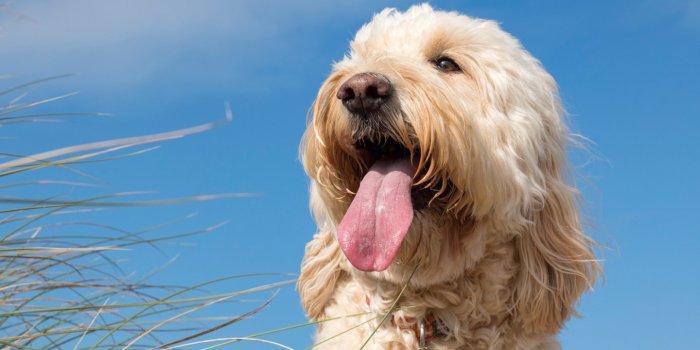 1440x900 grass, face, dog, Goldendoodle, section