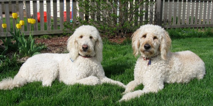 1600x1200 Wallpaper goldendoodle Images