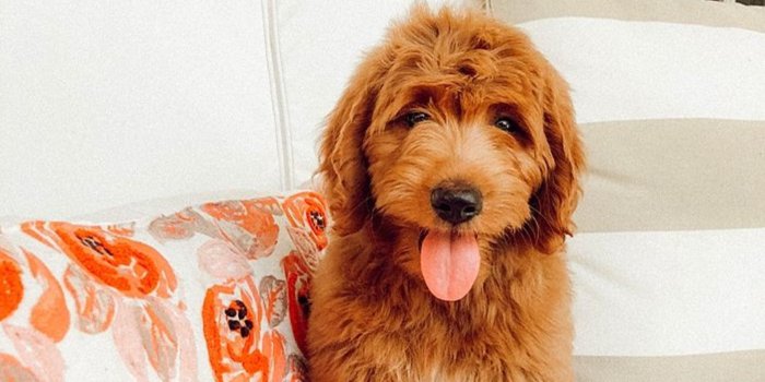 1921x2560 Mini Goldendoodle Wallpapers