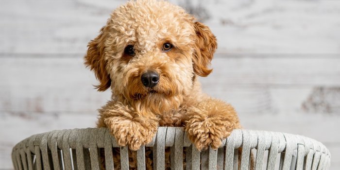 1600x900 Mini Goldendoodle' Now