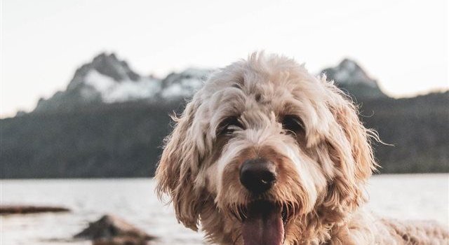 640x1385 Dogs, Live wallpaper iphone, Dog pictures