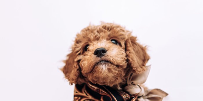 2507x1672 FAQ About Goldendoodle or Bernedoodle