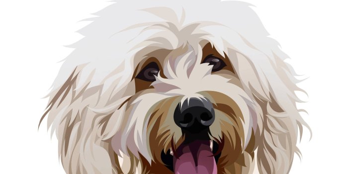 1920x1920 Download Goldendoodle Dog Art Wallpaper