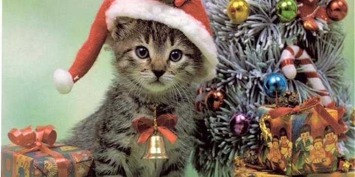 1024x768 santa-cat-christmas-wallpaper | Friends