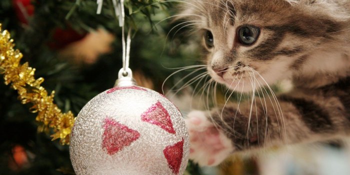 2560x1600 Christmas Cat Wallpapers