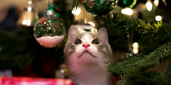 1000x1400 Christmas Cat Pictures | Download Free