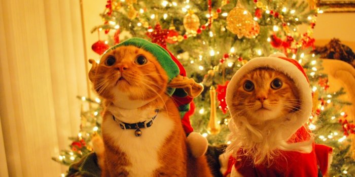1920x1200 Christmas Cats