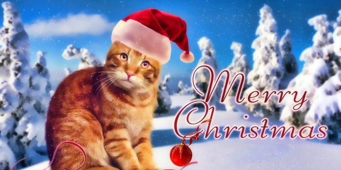 1920x1080 Marry Christmas Cat wallpaper