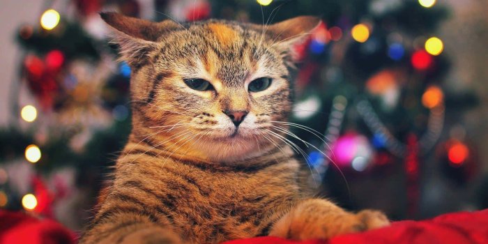 1680x1050 Christmas time is paw-fect for cuddles