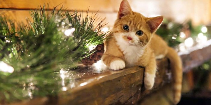 1920x1200 100+] Christmas Cat Pictures