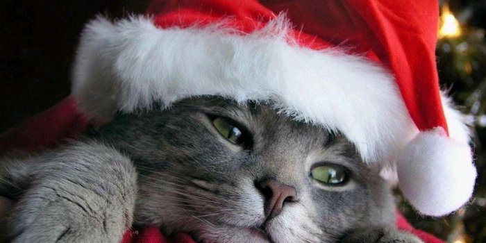 1024x768 Christmas Cats Wallpapers