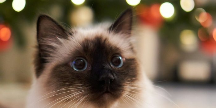 1000x1500 Christmas Cat Pictures | Download Free