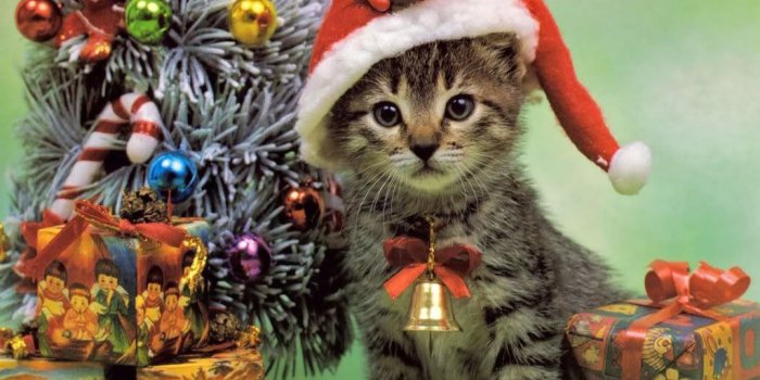 1024x768 Reminder: send in your Christmas cats