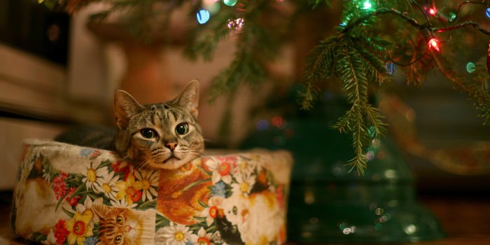 1920x1080 Cat waiting for Santa