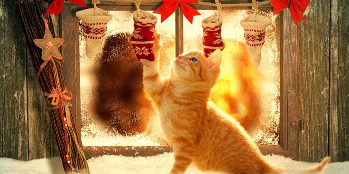 1280x851 Christmas Cats Desktop Wallpapers