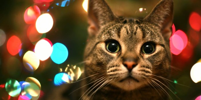 1920x1200 Download Cute Cat Love Christmas Lights