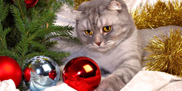1920x1080 Christmas Ornaments, Christmas, Cat