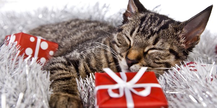 4338x3529 Desktop Wallpapers cat New year Sleep