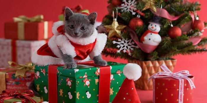 1440x900 100+] Christmas Cat Pictures