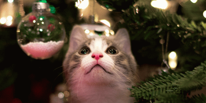 1080x1920 60+ FREE Aesthetic Christmas Wallpapers