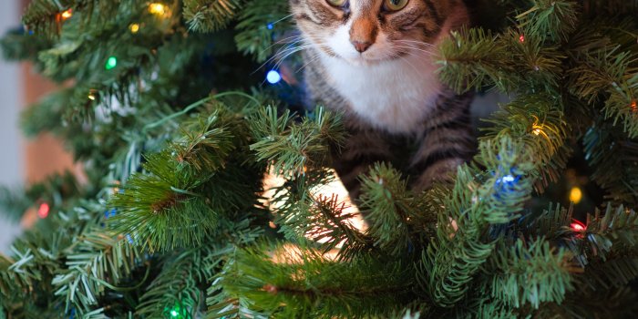 2832x4256 Christmas Cat Photos, Download The BEST