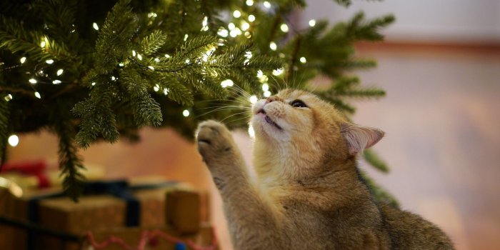 1366x768 Download wallpaper 1366x768 cat