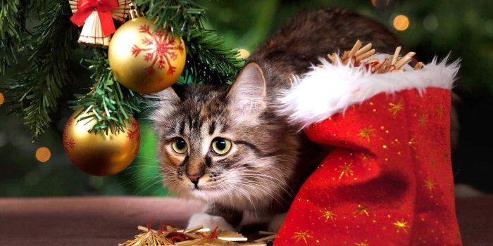1920x1200 Christmas Appealing Cat Picture