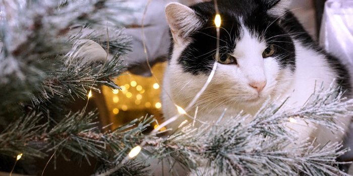 6000x3880 Christmas Cat Photos, Download The BEST