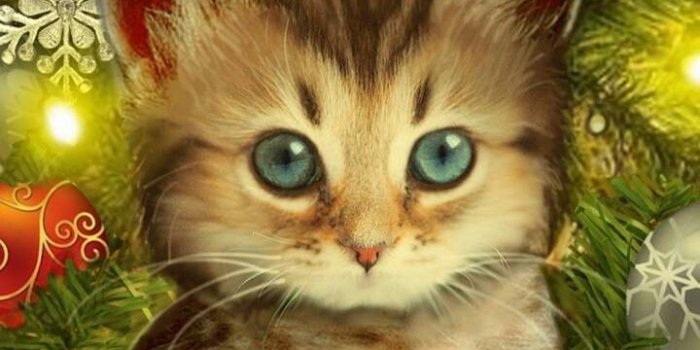 720x1280 Christmas cats, Christmas wallpaper