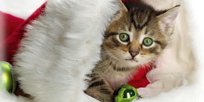 1920x1080 Christmas Kitten