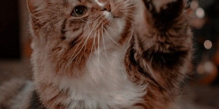 736x1308 Christmas cat Wallpapers Download | MobCup