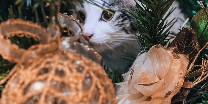 1280x2770 Xmas Cat - Wallpapers Central