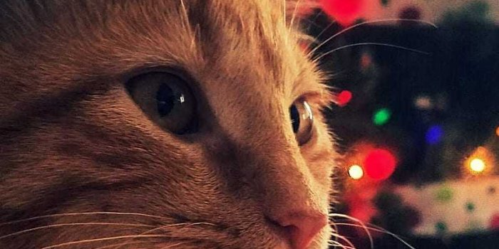 800x1356 Christmas Cat Wallpaper | WhatsPaper