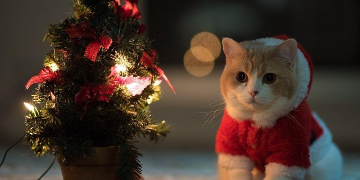 1920x1200 Cute Christmas Cats Wallpapers