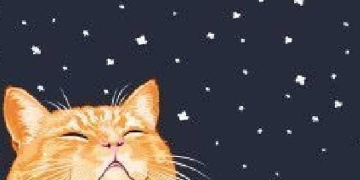 800x1362 Christmas Cat Wallpaper - KoLPaPer