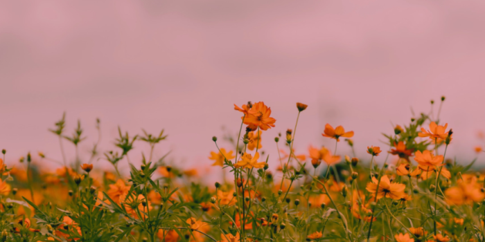 844x1500 25+ Free Preppy Wallpaper Designs