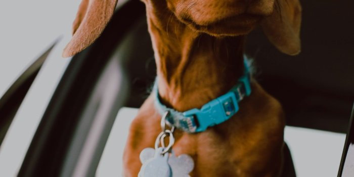 1000x1501 30k+ Dachshund Pictures | Download Free